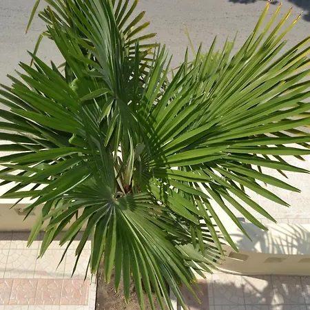 Victoria Olympiakí Aktí