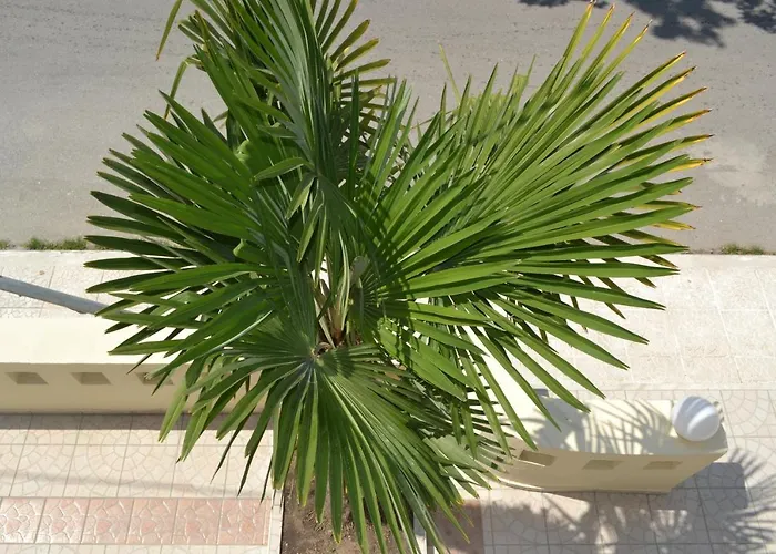 Victoria Olympiakí Aktí